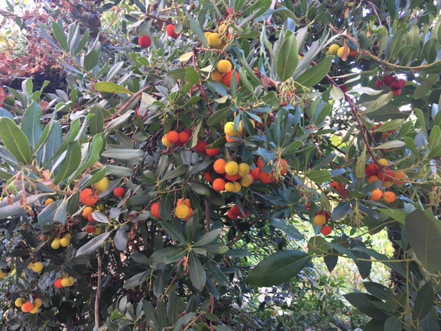 Idyllion Gartenanlage